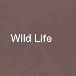 ####**United Merida Freeriders – Wild Life**<br>
*Posterserie zur Kampagne, 2009*

<br><br>
**Kunde:**<br>
Merida & Centurion Germany GmbH,<br>
United Merida Freeriders<br><br>

**Agentur:**<br>
Dortenbauer, Dorten GmbH

**Konzeption, Creative Direction:**<br>
Jörg Bauer<br>

**Konzeption, Art Direction & Design:**<br>
Guido Negenborn<br>

**Fotografie:**<br>
Niels Schubert<br>